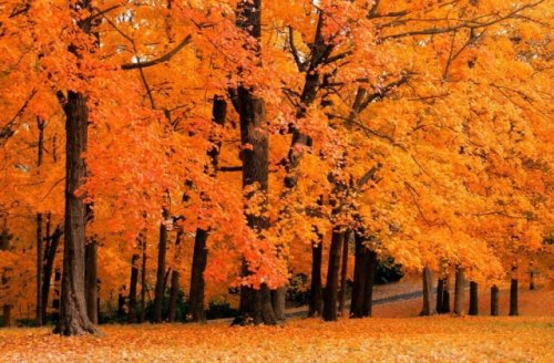 形容秋天的句子唯美短句 天凉好个秋的心情说说