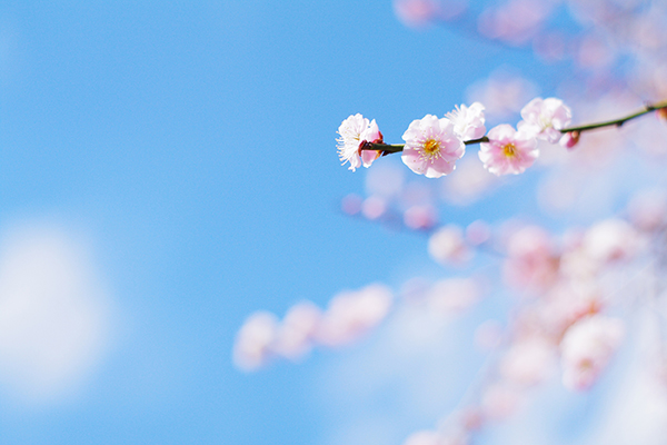 立春的句子 万物复苏 描写春天景色的优美语句