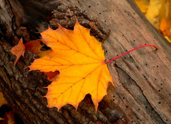 落叶的伤感唯美的说说 树叶飘落伤感的图片