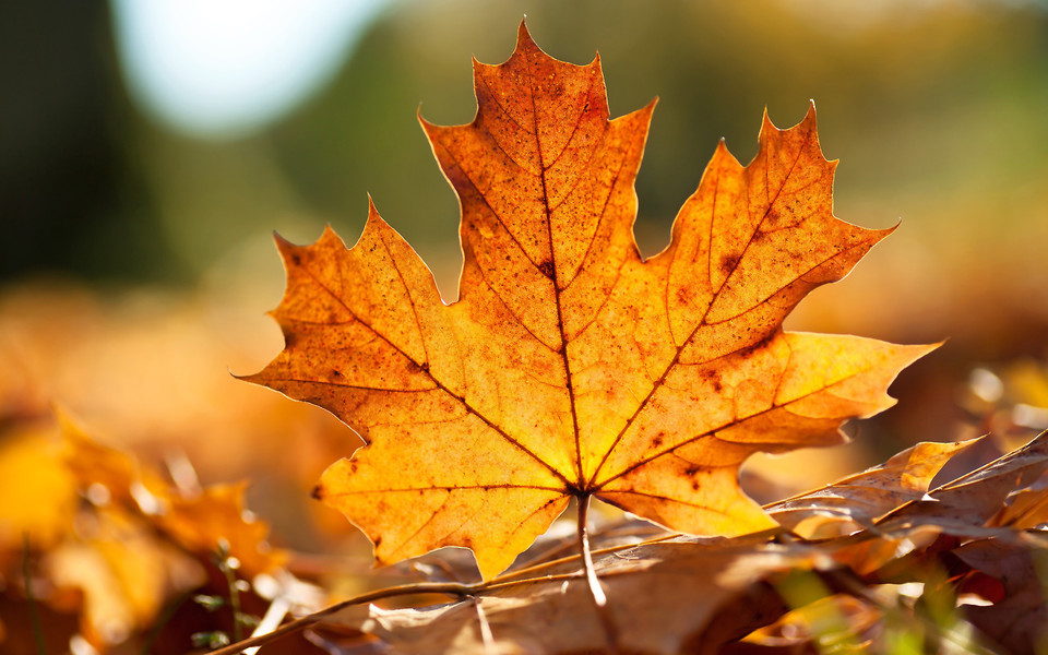 形容秋天的优美语句 形容秋天的唯美的句子