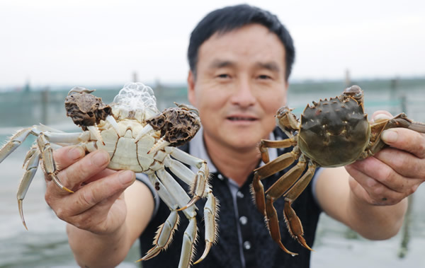 中国最诡异的湖阳澄湖 大闸蟹永远捞不完？原因你想不到